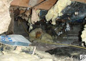 A messy crawl space filled with rotting insulation and debris in Kent Acres.