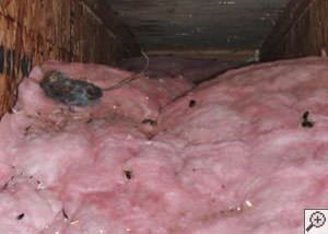 A dead mouse and its feces in a batt of fiberglass insulation in a crawl space in Four Corners.