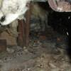 A dirt crawl space with water-soaked fiberglass insulation in Laurel.