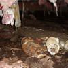 Mold, flooding water, mildew, and rot in a crawl space environment in Milton.