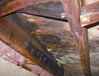 mold and rot in a Four Corners crawl space